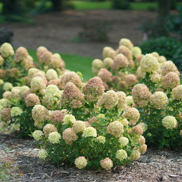 Hydrangea paniculata 'Little Lime'