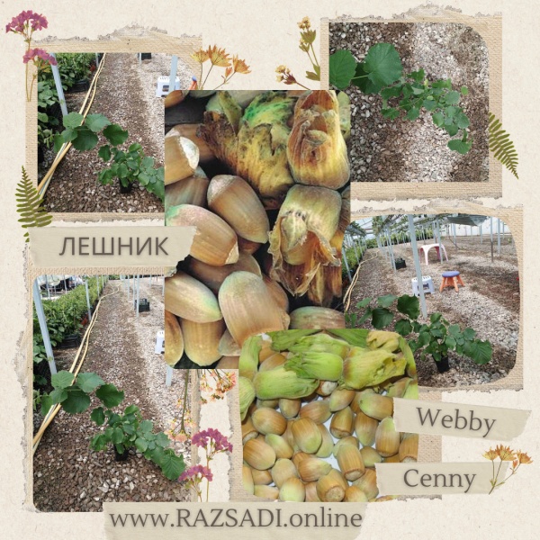 Лешник сорт "'Webby Cenny" (Webb’s Prize)