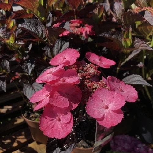 Hydrangea serr. Daredevil(pbr)