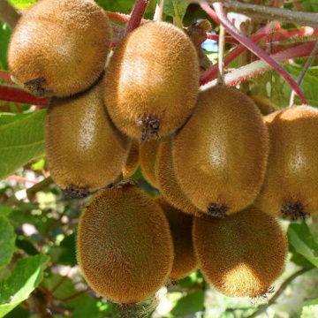 Киви сорт Джени Kiwi Actinidia deliciosa Jenny 60 см. – киви с експресна доставка в България | RAZSADI.online