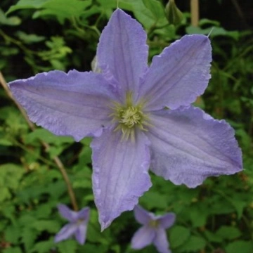 Клематис сорт “Blue Angel”