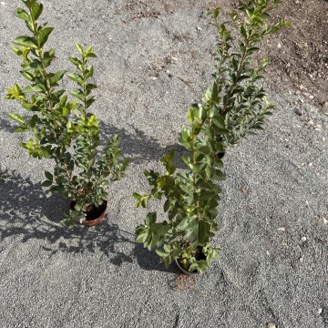 Лигуструм (Ligustrum Ovafolium) - Img 4