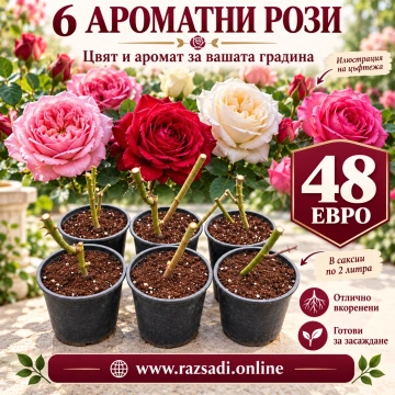 Промо Пакет - 6 бр Храстовидни РОЗИ - Img 4