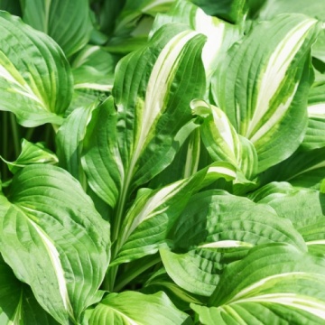Разсад Хоста "Undulata Mediovariegata" - Img 4