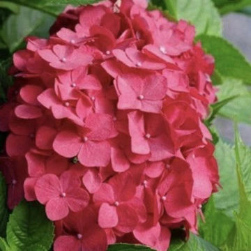 Хортензия “Горещо Червен” Hydrangea macrophylla Hot Red ® като красив акцент в двора