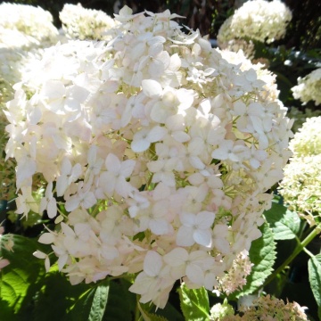Хортензия arborescens "Candybelle Marshmallow" - Img 2