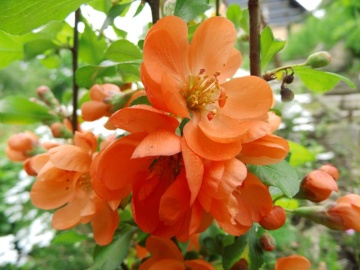 Японска дюля Цидо(Chaenomeles japonica 'CIDO') - Img 2