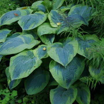 Hosta 'Frances Williams' - Img 5