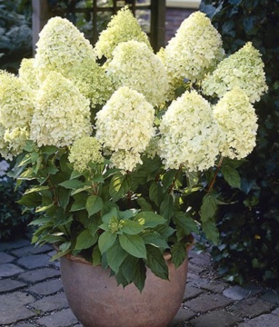 Hydrangea paniculata 'Limelight' - Img 2