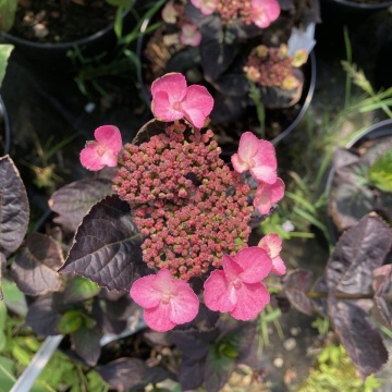 Hydrangea serr. Daredevil(pbr) - Img 2