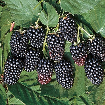 Mure Jumbo