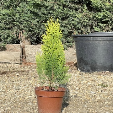 Pachet Conifere (Thuja "Danica" ➕ Thuja "Aurea Nana" ➕Tuja "Tin Tin"! - Img 4