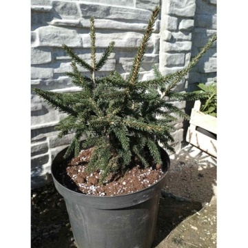 Picea orientalis "Aureospicata"
