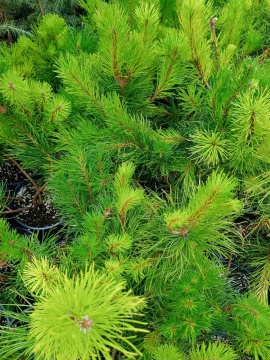 Pinus Mugo Pumilio - Img 6