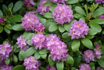 Rhododendron 'Roseum Elegans' - Img 2