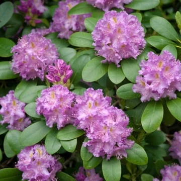 Близък план на цвета на Rhododendron Roseum Elegans – азалия в RAZSADI.online