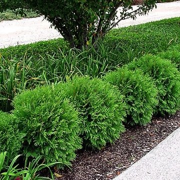 Thuja occidentalis Woodwardii – близък план на иглолистната корона | RAZSADI.online