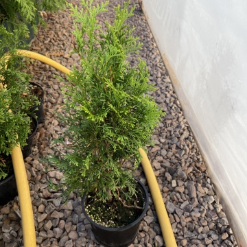 Thuja Smaragd