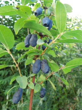 Камчатска боровинка сорт "Blue banana" - Img 2