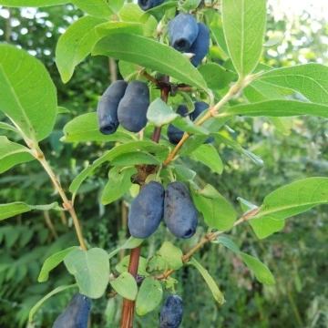 Узрели плодове на Камчатска боровинка сорт Blue banana – едри и сочни