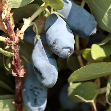 Камчатска боровинка сорт "Larisa" (Lonicera caerulea 'Larisa') - Img 2