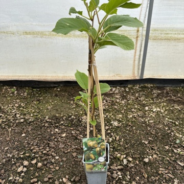 Киви сорт Джени Kiwi Actinidia deliciosa Jenny 60 см. върху ограда или решетка в двора
