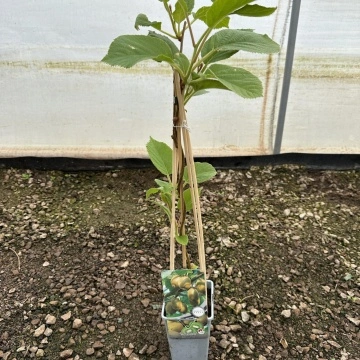 Киви сорт Джени Kiwi Actinidia deliciosa Jenny 60 см. върху ограда или решетка в двора