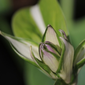 Разсад Хоста "Undulata Mediovariegata" - Img 5