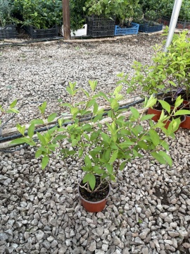 Хортензия "Мохито" (Hydrangea pan. "Mojito"®) - Img 4