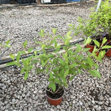 Множество съцветия на Хортензия Мохито (Hydrangea pan. Mojito®) – обилен цъфтеж | RAZSADI.online