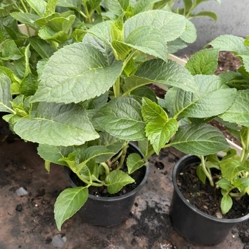 Множество съцветия на Хортензия “Горещо Червен” Hydrangea macrophylla Hot Red ® – обилен цъфтеж | RAZSADI.online