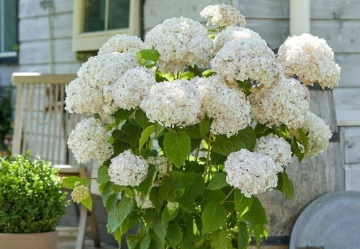 Хортензия arborescens "Candybelle Marshmallow" - Img 3