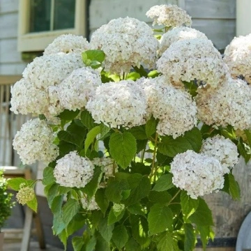 Цвят на Хортензия arborescens Candybelle Marshmallow – детайл от съцветията