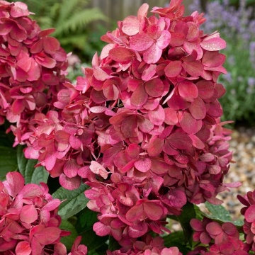 Цъфтяща Хортензия paniculata Bonfire (Hydrangea paniculata) – близък план на пищните цветове