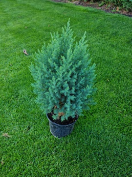 Юниперус Стрикта (Juniperus chinensis Stricta) - Img 1