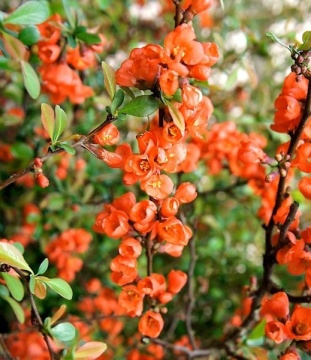 Японска дюля Цидо(Chaenomeles japonica 'CIDO') - Img 3
