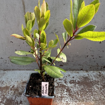 Arbutus unedo 'Compacta' - Img 4