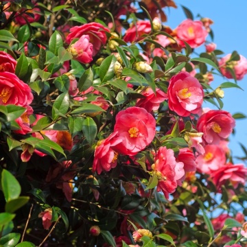 Camellia varietate j. 'Dr. King' - Img 3