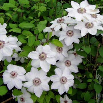 Clematis 'Miss Bateman' - Img 3