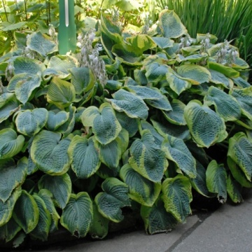 Hosta 'Frances Williams' - Img 6