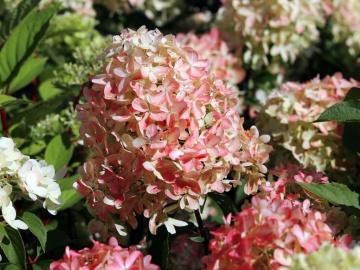 Hydrangea paniculata 'Graffiti' - Img 2