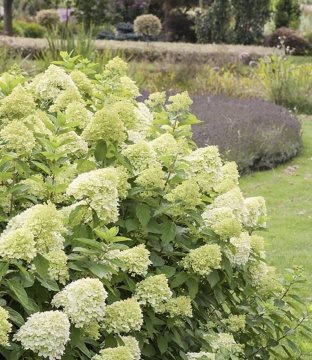 Hydrangea paniculata 'Limelight' - Img 3