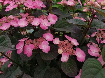 Hydrangea serr. Daredevil(pbr) - Img 3
