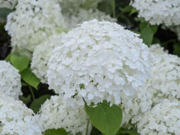 Hydrangea varietatea Arborescens Annabelle - Img 1