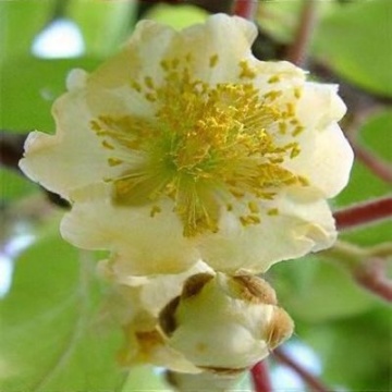 Kiwi deliciosa 'Atlas' - Img 1