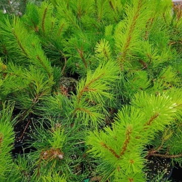 Здрав разсад на Pinus Mugo Pumilio – бор от RAZSADI.online България