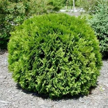 Thuja occidentalis Woodwardii като жив плет в градината – туя от RAZSADI.online