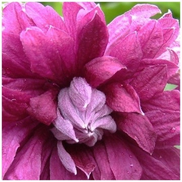 Поръчай Клематис сорт Purpurea Plena Elegans от RAZSADI.online – клематис с гарантирано качество