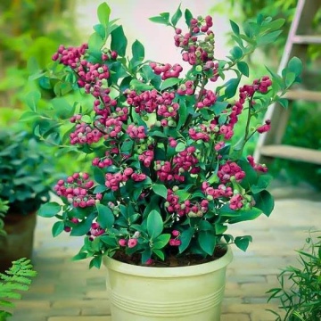 Боровинка сорт 'Pink Lemonade' - Img 2
