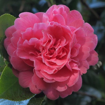 Камелия japonica 'Triumphans' - Img 1